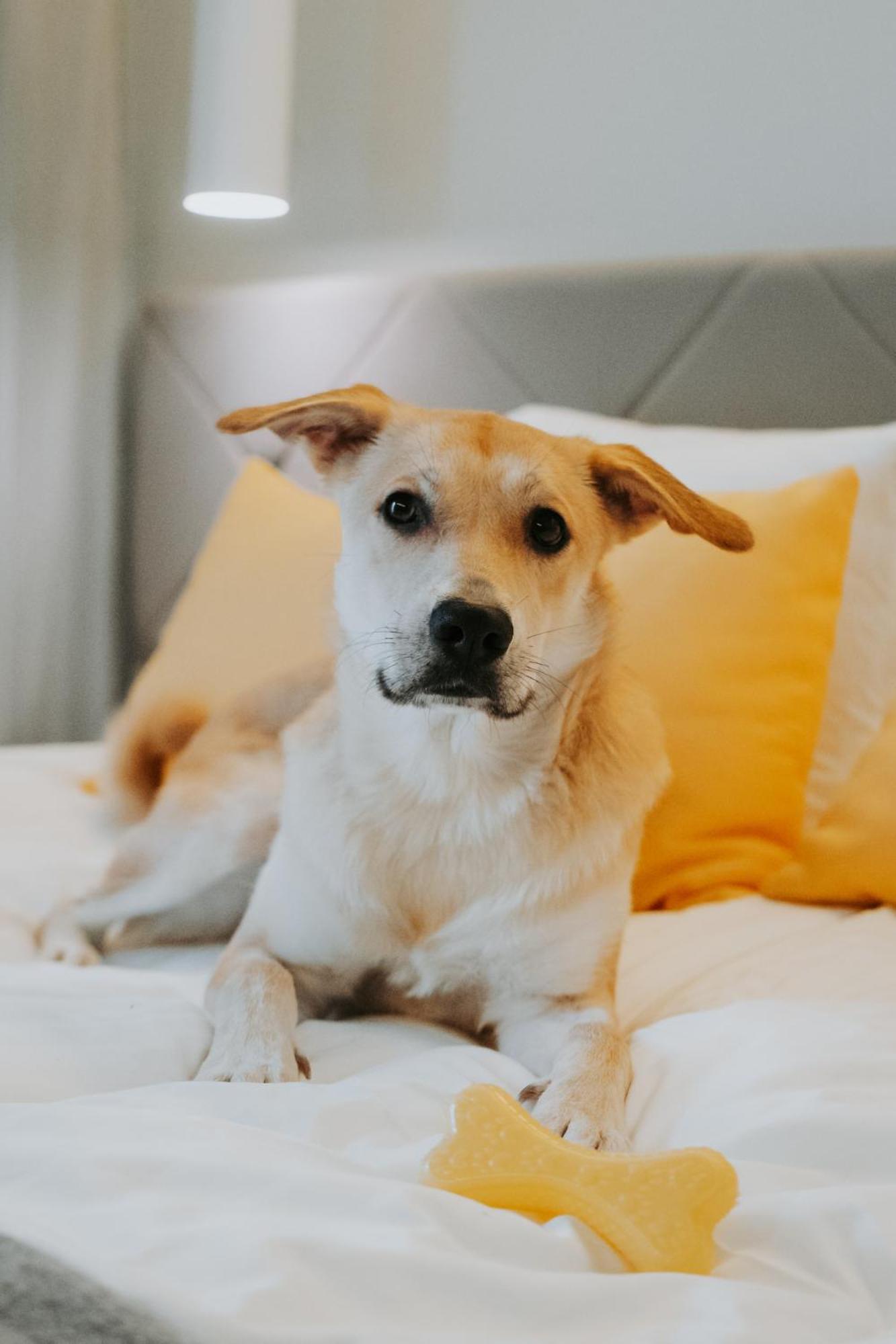 Premium Two-Bedroom Room - Newly Designed